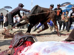 MUI Jabar Susun Gambaran Pemotongan Hewan Kurban Saat Pandemi