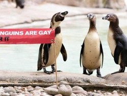 Pasangan Penguin Gay di Kebun Binatang Berlin Adopsi Telur Telantar