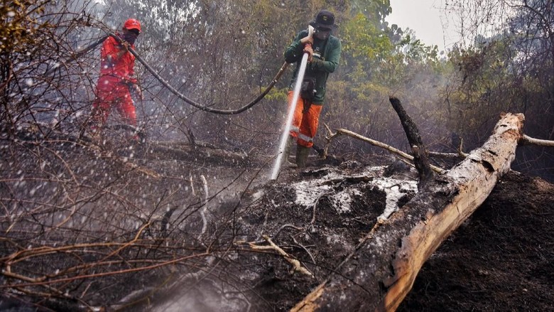 Zona Rehabilitasi TN Tesso Nilo Riau Terbakar