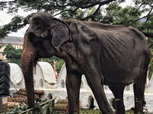 Viral, Potret Miris Gajah Kelaparan Bertubuh Sangat Kurus Ditutupi Kostum Viral, Potret Miris Gajah Kelaparan Bertubuh Sangat Kurus Ditutupi Kostum