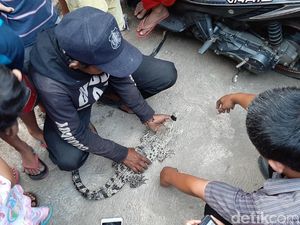 Warga Bogor Serahkan Buaya Peliharaan ke BKSDA