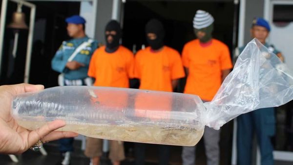 Penyelundupan Benih Lobster Rp 13 M Digagalkan, Ini Penampakannya