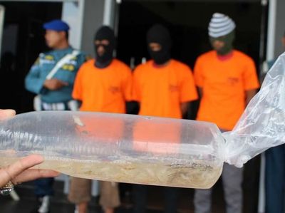 Penyelundupan Benih Lobster Rp 13 M Digagalkan, Ini Penampakannya