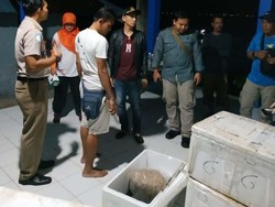 Edan! Penyelundup Bisa Dapat Rp 115 Juta Sekali Kirim Benih Lobster