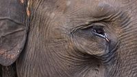 Bikin Miris! Gajah Sumatera Ini Menangis Karena Kehilangan Habitat
