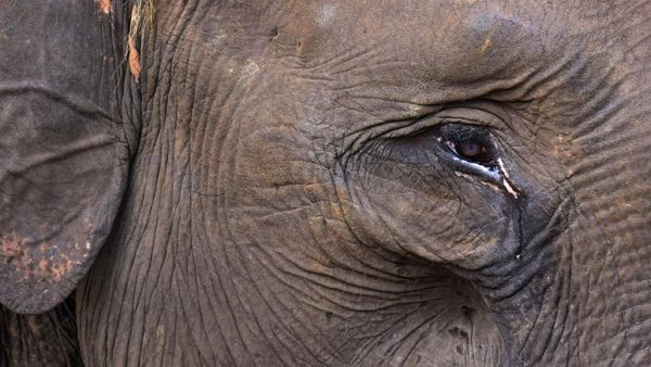 Bikin Miris! Gajah Sumatera Ini Menangis Karena Kehilangan Habitat