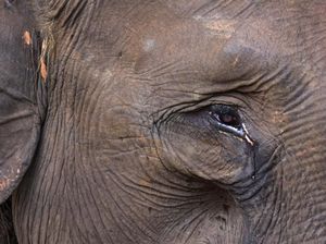 Bikin Miris! Gajah Sumatera Ini Menangis Karena Kehilangan Habitat