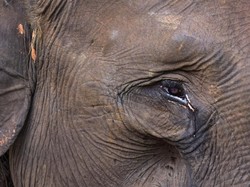 Mereka yang Bersuara #SaveTNTN, Habitat Gajah Sumatra Terancam