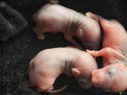 Ini Kata Ilmuwan Jepang Soal Membiakkan Organ Manusia dalam Embrio Hewan