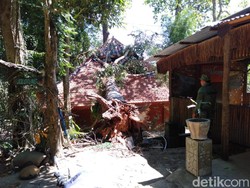 Pohon Tumbang Timpa Food Court yang Baru Dibangun Berbiaya Rp 2,5 M