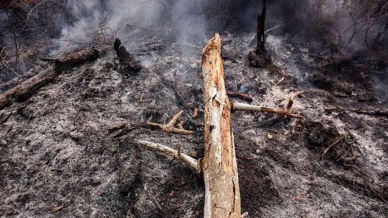 Polisi Tangkap Seorang Pelaku Dugaan Pembakaran Lahan di Riau