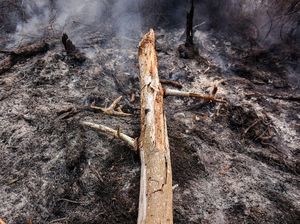 Polisi Tangkap 5 Orang Terkait Kebakaran Hutan dan Lahan di Riau