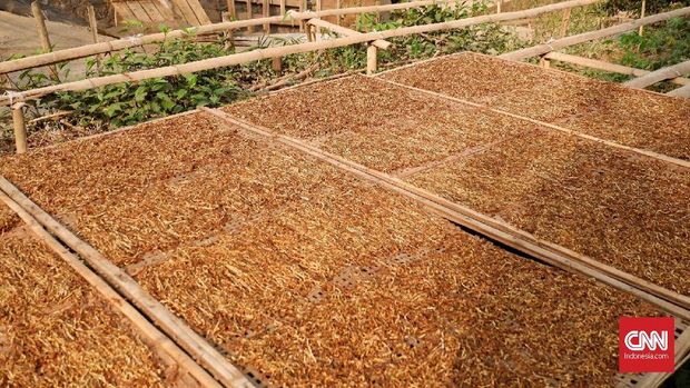 Bayangan PHK di Balik Kenaikan Cukai Rokok