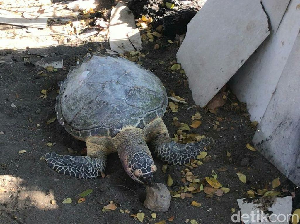 Seekor Penyu Sisik Mati Tersangkut Jaring di Pantai Cacalan Banyuwangi Seekor Penyu Sisik Mati Tersangkut Jaring di Pantai Cacalan Banyuwangi