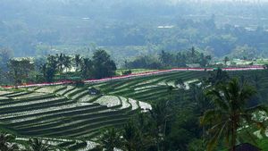 Bendera Merah Putih Sepanjang 1.945 Meter Berkibar di Bali