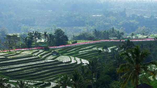Bendera Merah Putih Sepanjang 1.945 Meter Berkibar di Bali