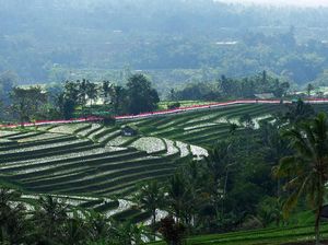 Bendera Merah Putih Sepanjang 1.945 Meter Berkibar di Bali