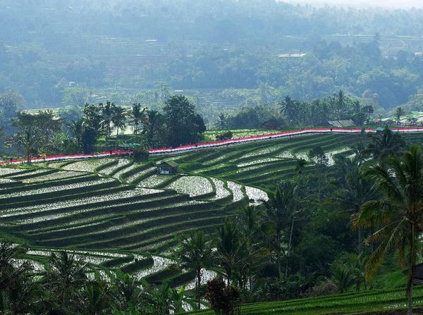Bendera Merah Putih Sepanjang 1.945 Meter Berkibar di Bali