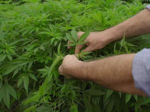 Pemerintah Thailand Mulai Produksi Obat Berbasis Mariyuana