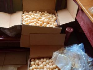 Polisi Sita Seribuan Telur Penyu di Sambas Kalbar