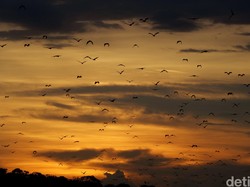 Mau Lihat Sunset Bareng Ratusan Kelelawar di Labuan Bajo Gratis?