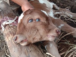 Bikin Heboh Warga, Ada Anak Sapi Bermuka 2 di Wonogiri