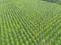 Kementan Bikin Lima Strategi Genjot Ekspor Produk Perkebunan