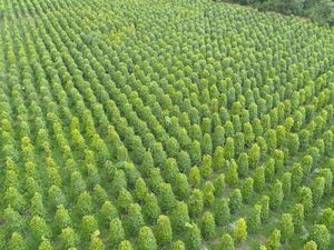 Holding BUMN Perkebunan Punya PalmCo, Apa Untungnya buat Petani? Holding BUMN Perkebunan Punya PalmCo, Apa Untungnya buat Petani?
