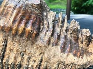 Lagi Main di Sungai, Bocah 12 Tahun Temukan Gigi Mammoth