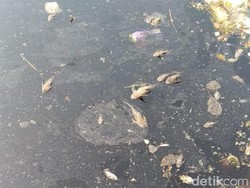 Ribuan Ikan Sapu-sapu Mati di Kali Cikeas-Cileungsi, Diduga Keracunan