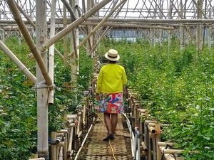 Bunga-Bunga Cantik di Grace Rose Farm Lembang