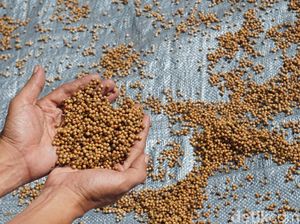 Foto: Begini Cara Pembuatan Merica di Belitung