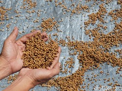 Lada, Jejak Rempah dan Kehidupan di Belitung