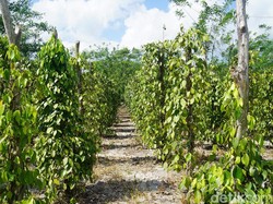 Mengembalikan Kejayaan Sang Raja Rempah-Rempah