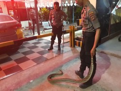 Ular Piton 3 Meter Bikin Geger Warga, Polisi Kembar Turun Tangan