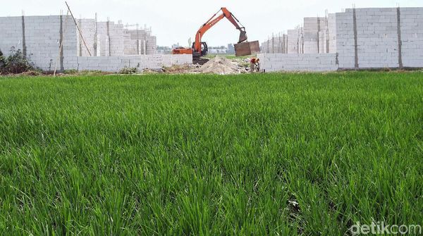 Alih Fungsi Lahan Mengancam Ribuan Sawah di Kabupaten Bekasi