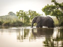 Gajah Liar di Aceh Ditemukan Mati, Diduga Gegara Berkelahi