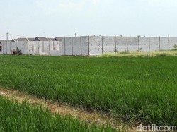 BPN Bakal Cek Ulang Luas Lahan Pangan di 20 Provinsi