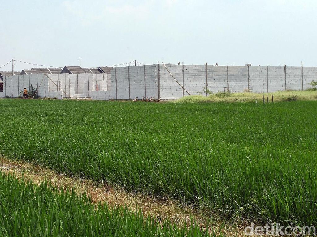 BPN Bakal Cek Ulang Luas Lahan Pangan di 20 Provinsi BPN Bakal Cek Ulang Luas Lahan Pangan di 20 Provinsi