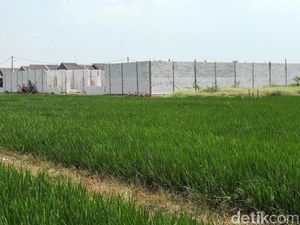BPN Bakal Cek Ulang Luas Lahan Pangan di 20 Provinsi BPN Bakal Cek Ulang Luas Lahan Pangan di 20 Provinsi