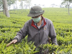 Tangkuban Perahu Masih Erupsi, Wisata Tea Walk Sukawana Sepi