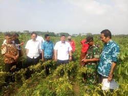 Siasati Kemarau, Kementan Pacu Pengembangan Varietas Cabai Unggul