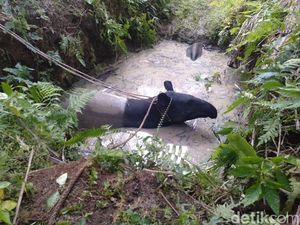 Video Tapir Nyasar ke Permukiman di Asahan