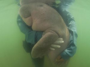 Bayi Ikan Duyung di Thailand Mati dengan Usus Penuh Sampah Plastik