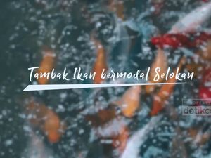 Dekat dari Jakarta. Selokan ini Dipenuhi Ikan-ikan Gemuk