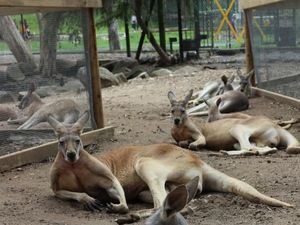 Selfie Bareng Kanguru di Currumbin Wildlife Sanctuary