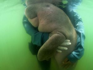 Cerita Tim Dokter soal Dugong yang Mati Gara-gara Makan Plastik Cerita Tim Dokter soal Dugong yang Mati Gara-gara Makan Plastik