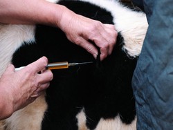 Kementan: Ekspor Obat Hewan Sumbang Devisa Rp 26 Triliun