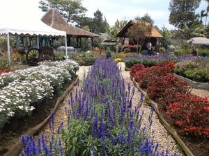 Taman Bunga Indah di Lembang, Bikin Tak mau Pulang