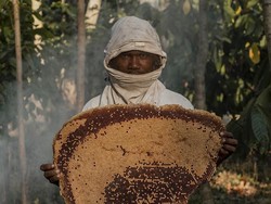 Panen Madu Hutan Flores Tanpa Rusak Alam, Keren!